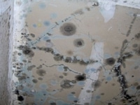High-definition mold damage on wall.
