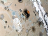 Spotty mold that can lead to sickness if not treated.