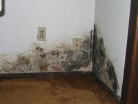 Mold damage that was once behind a piece of furniture.
