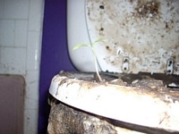 Severe mold and plantlife infestation in toilet.