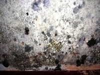 Mold damage in desperate need of remediation.