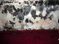 Serious mold damage on wall.